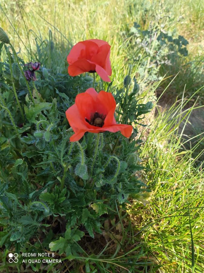 דירות Abrivado Aimargues En Petite Camargue מראה חיצוני תמונה